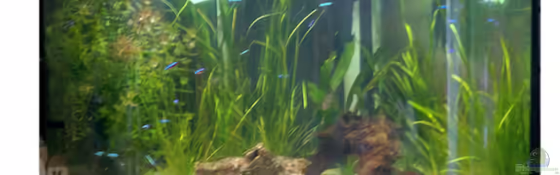 Becken 18775 von Norbert