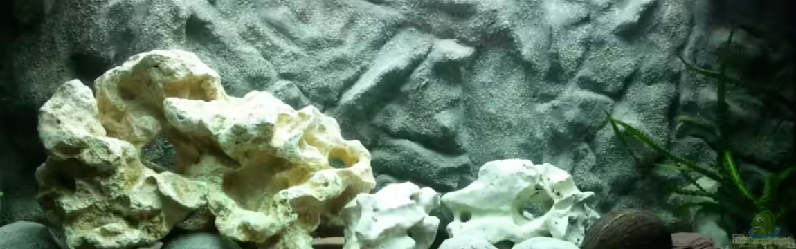 Becken 18794 von Roman Cavelty