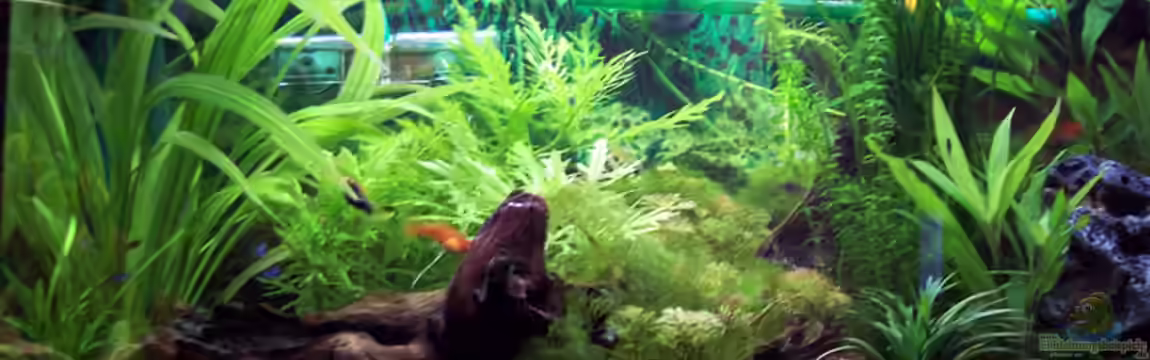 Becken 1880 von Bettina Vogel