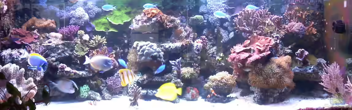 Becken 18803 von Sven Demand