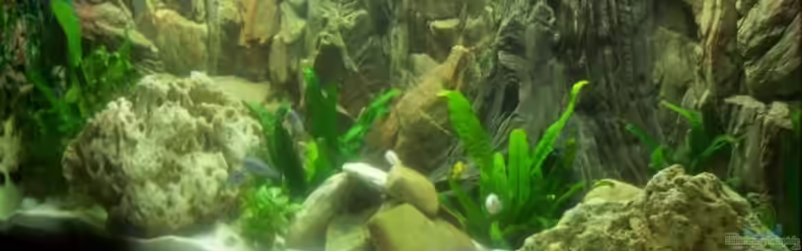 Becken 1881 von jens70