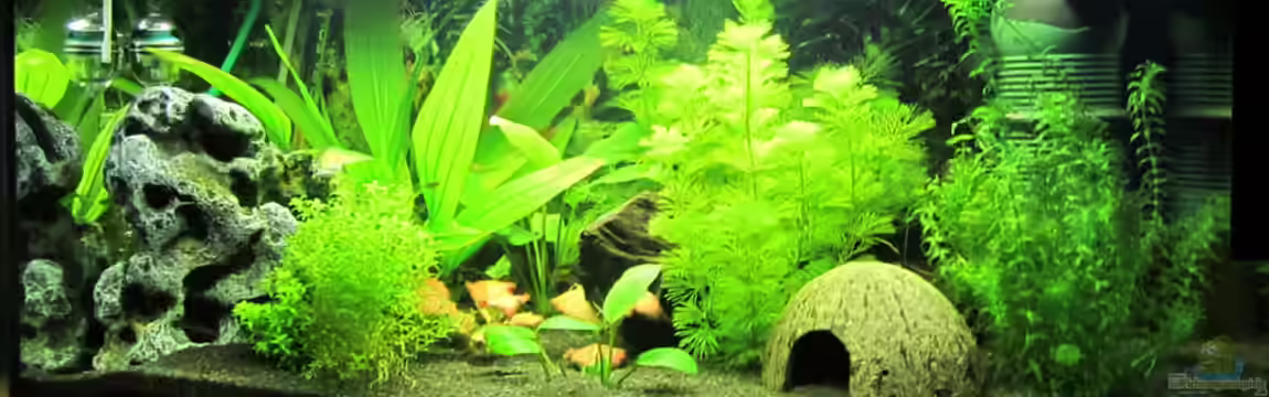 Becken 18819 von ws86