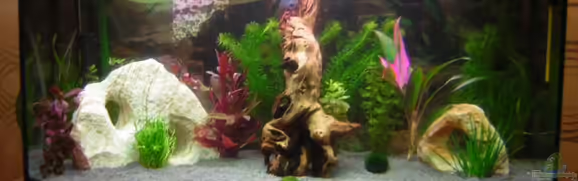 Becken 1892 von André Förster