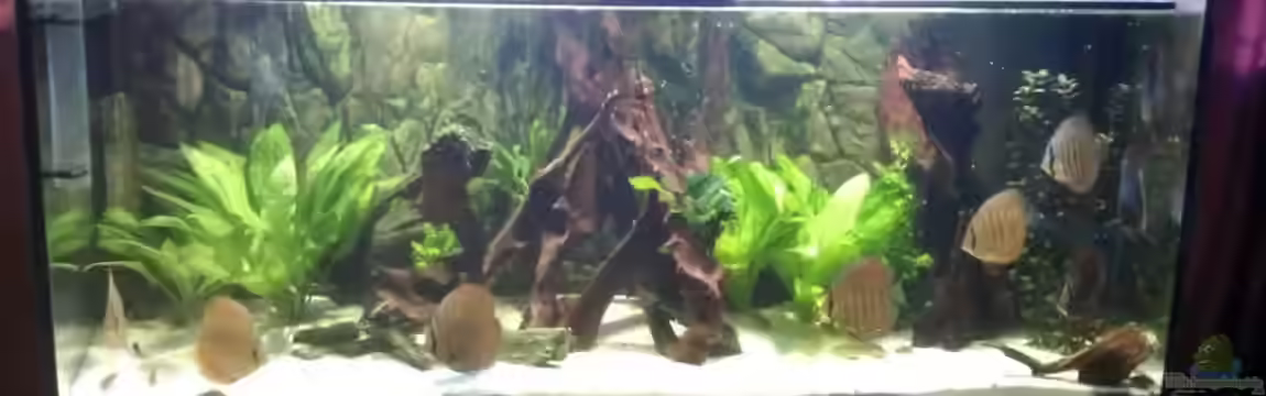 Becken 18921 von Solitary