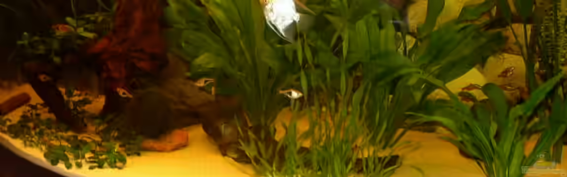 Becken 1893 von Detlef Zachert