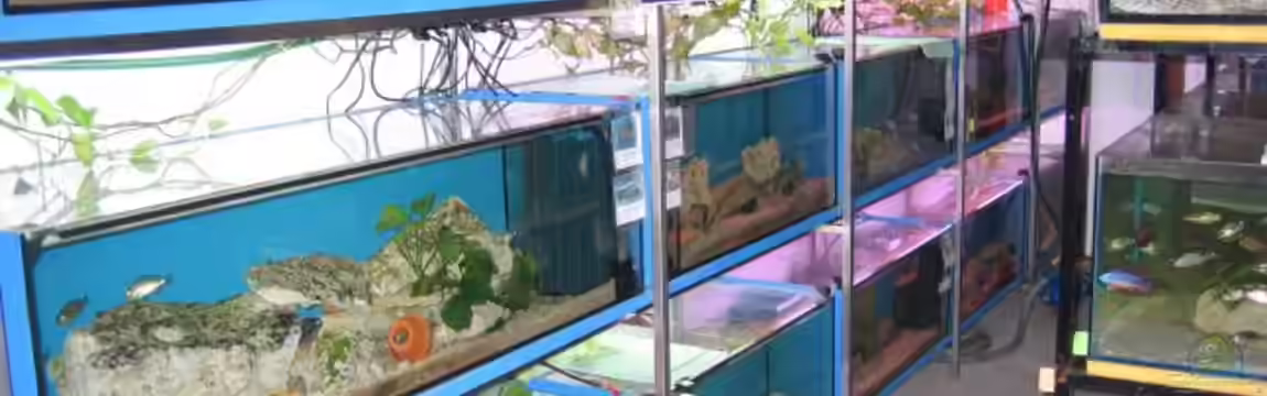 Becken 18954 von Malawizu