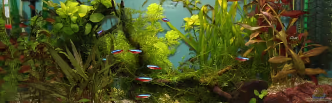 Becken 19010 von Stefan F.