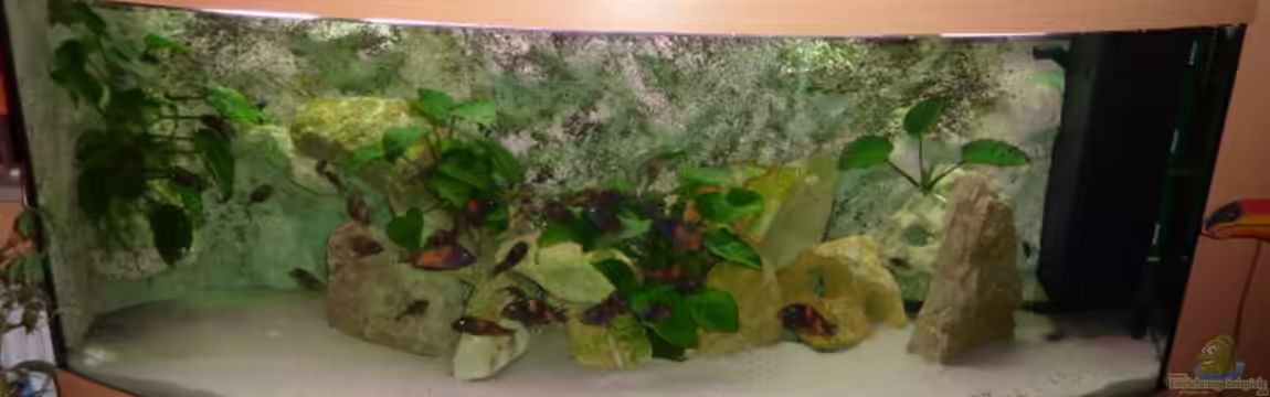 Becken 1903 von Matthias Müllich