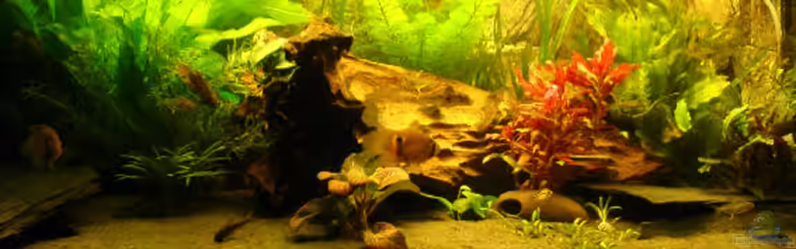 Becken 1915 von Mario Max