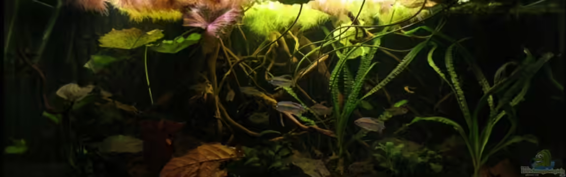 Becken 19155 von Morrey