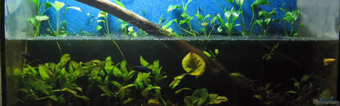 Becken 19158 von Snaik