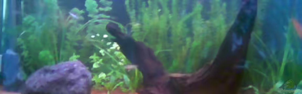 Becken 1917 von Doreen Sommerfeld