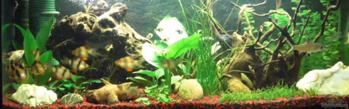 Becken 19196 von Rene Zunder