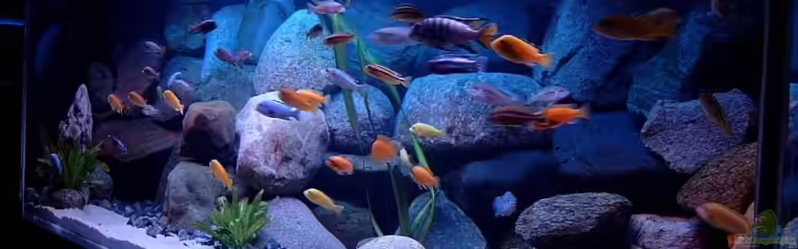 Becken 1920 von Helgo Jacob