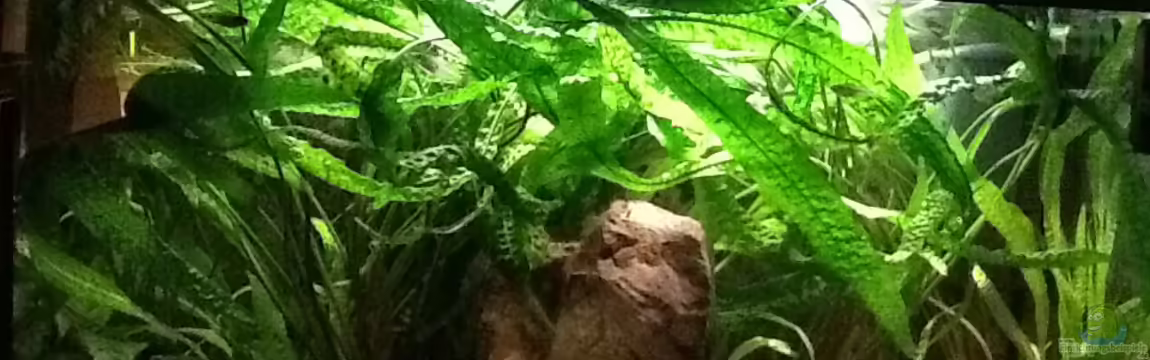 Becken 19209 von Oliver Renkel