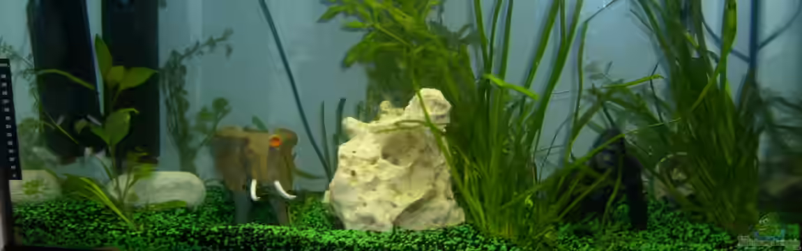 Becken 19238 von anette