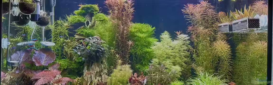 Becken 19256 von D.Olivier