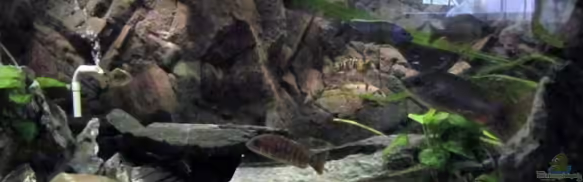 Becken 19260 von Esslinger