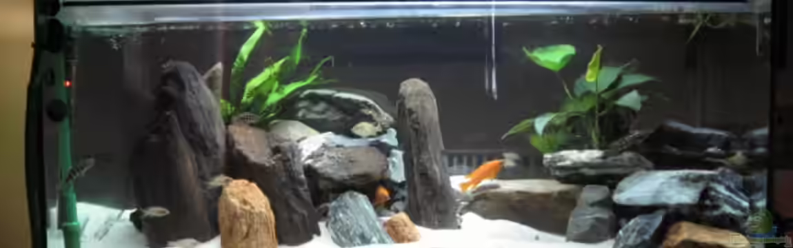 Becken 1931 von Reiter Hannes