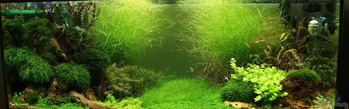 Becken 19330 von Torsten Thiel