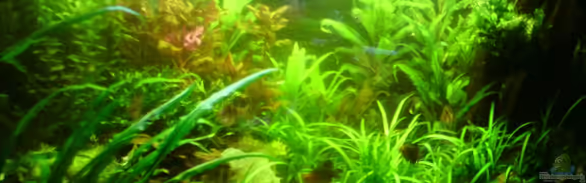 Becken 19373 von Ca$h