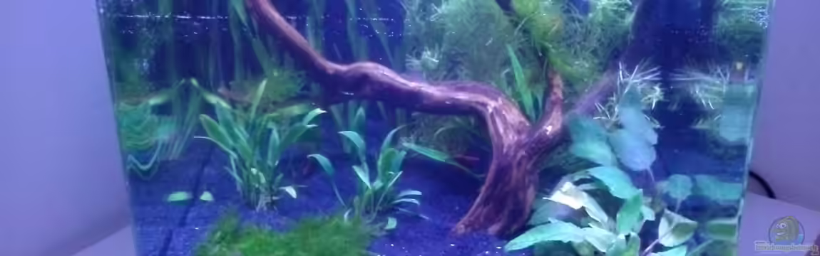 Becken 1939 von MK-Squad