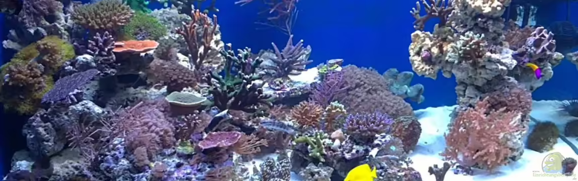 Becken 19408 von Andre Walz