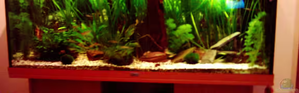 Becken 1947 von Dennes Schwemer