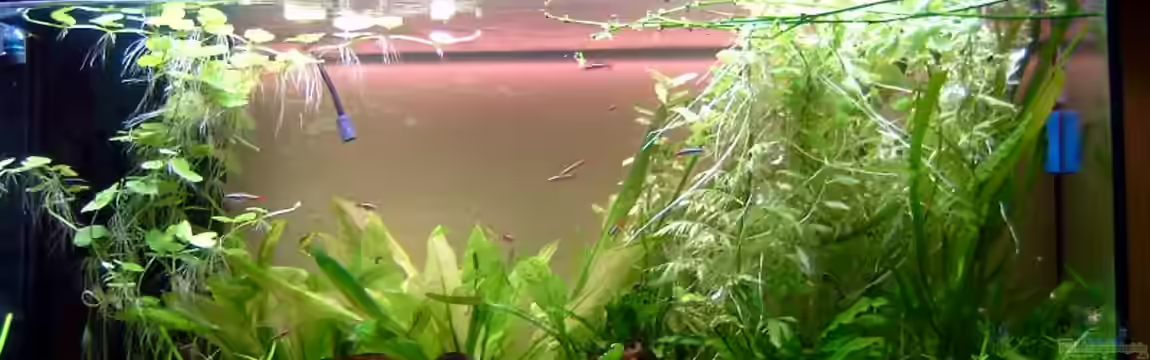 Becken 1950 von Patricia Brandt