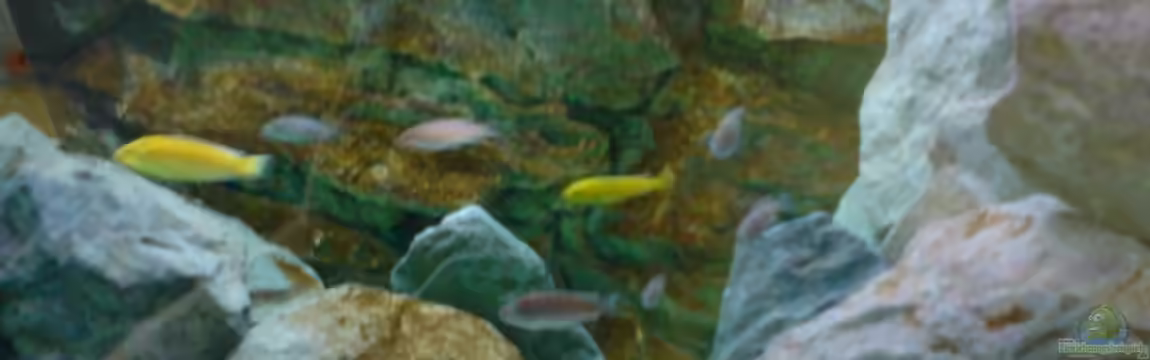 Becken 1954 von Clermont