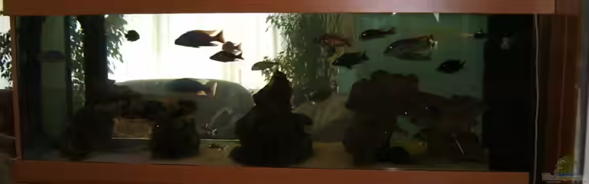 Becken 196 von Heider Frank