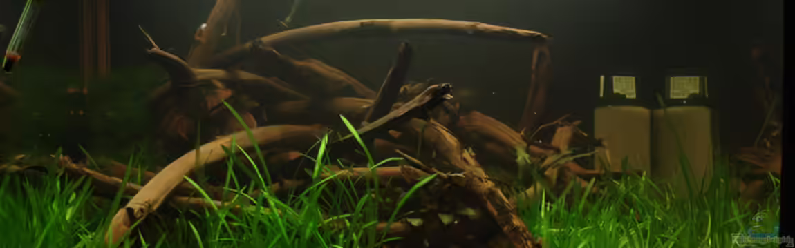 Becken 1963 von Beyer Korbinian