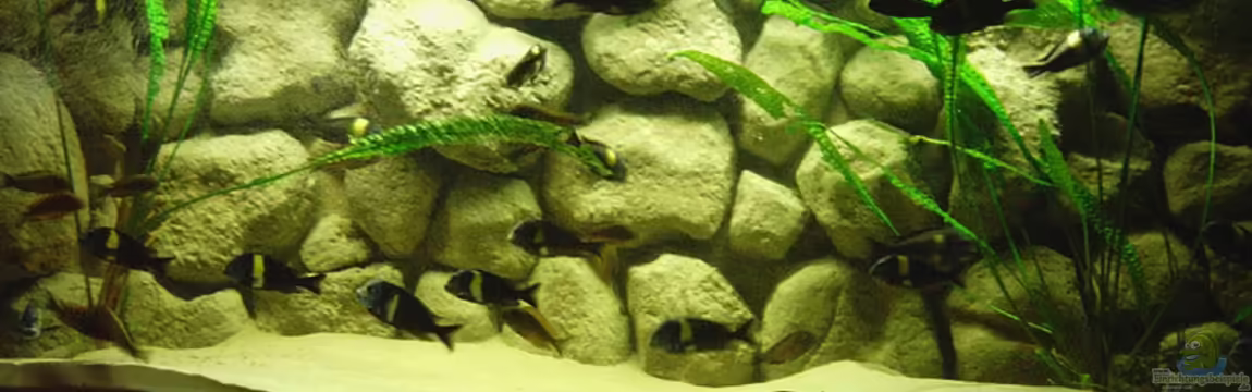 Becken 1965 von Christian Jung