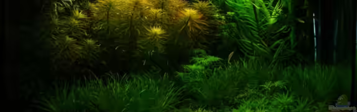 Becken 1966 von Patrick Stobbe