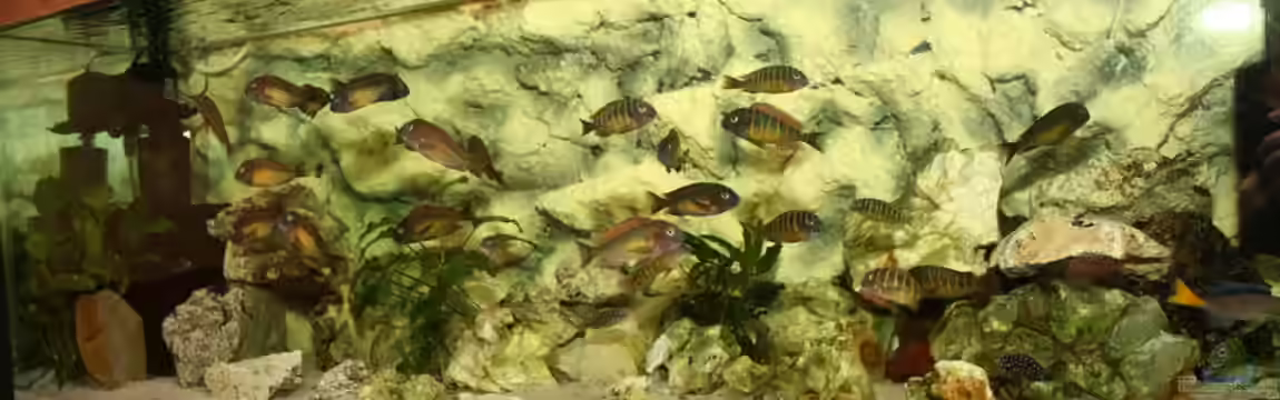 Becken 19690 von Radek