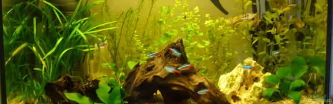 Becken 19721 von LeAnn