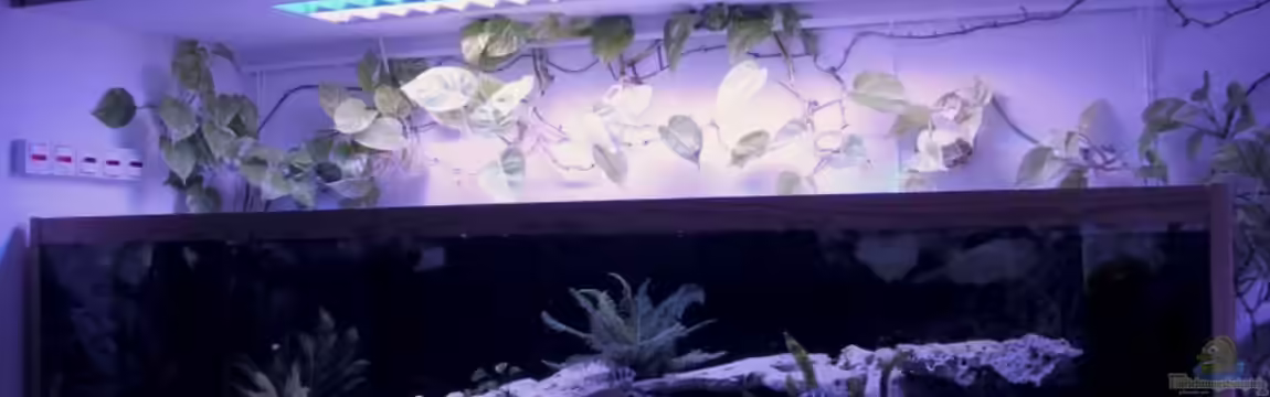 Becken 1977 von Wolfgang Schlader