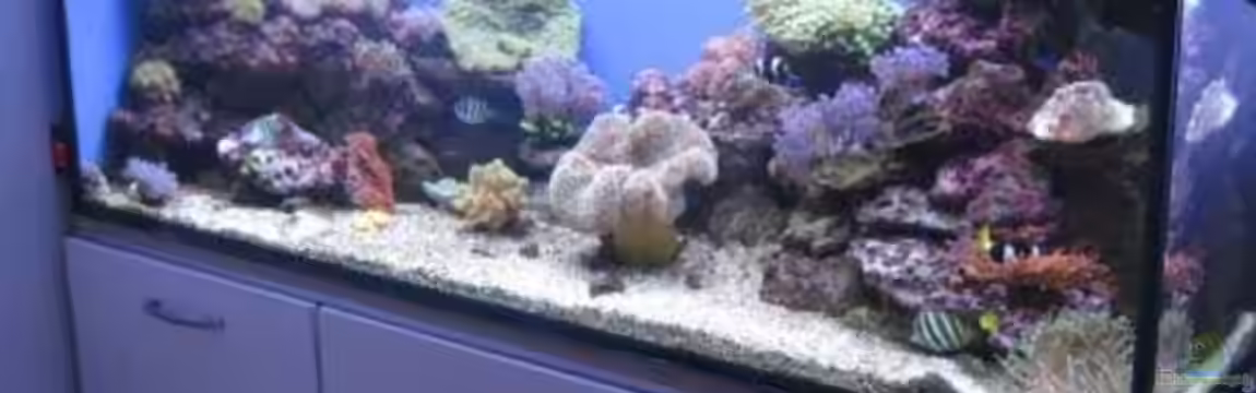 Becken 19782 von Harald