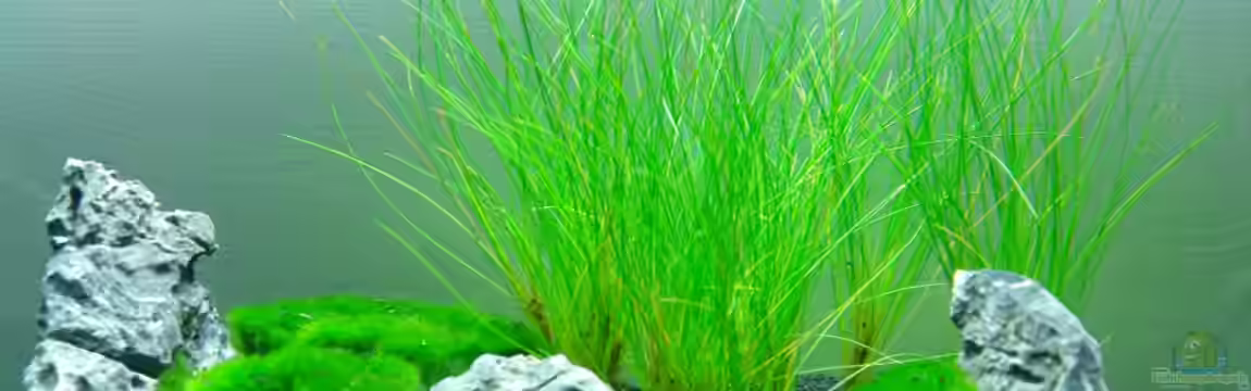 Becken 19868 von Marc Posunko