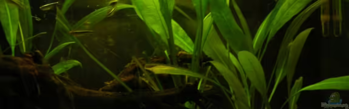 Becken 1989 von Andre´ Dumke