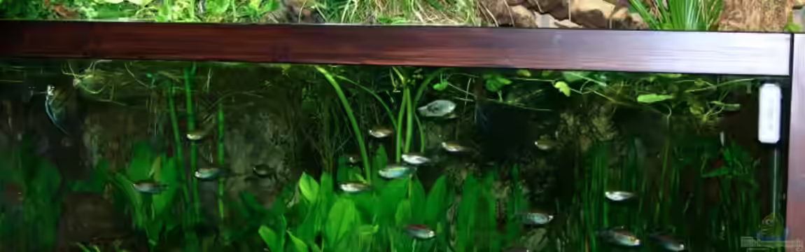 Becken 1992 von Jochen Gedicke