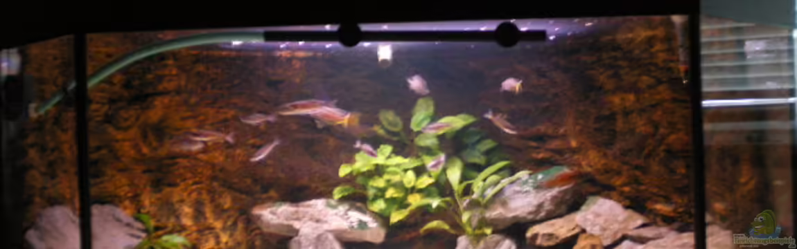 Becken 1993 von Thomas Wiesner