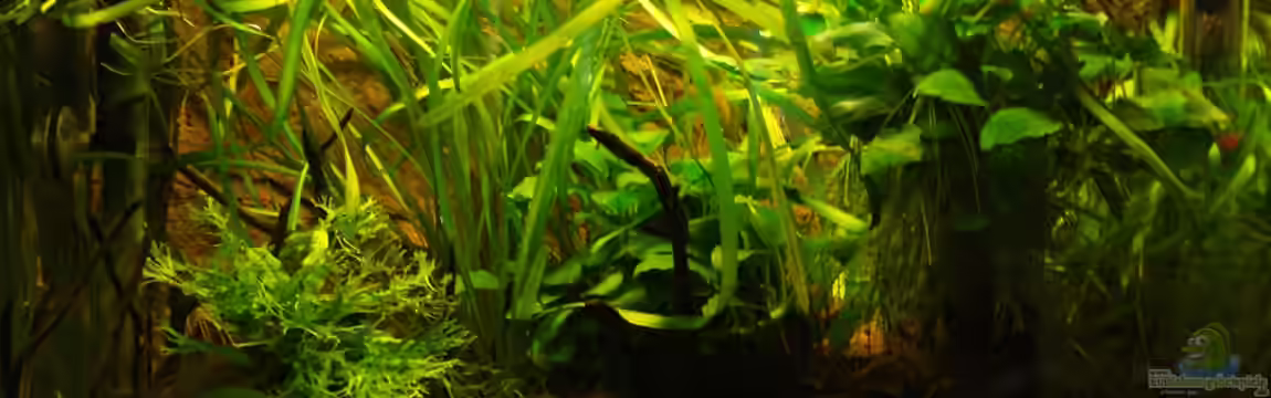 Becken 19965 von Jumi