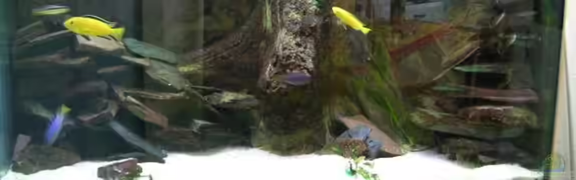 Becken 1997 von Felix Pahs