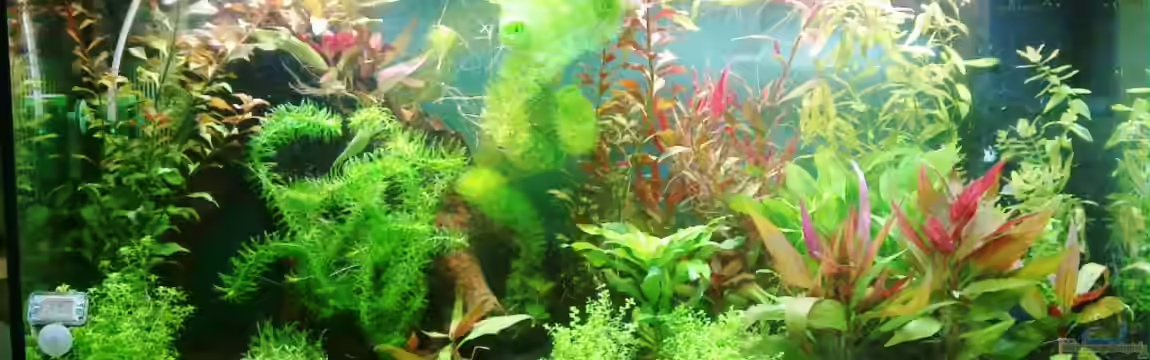 Becken 19987 von Johannes Klopf