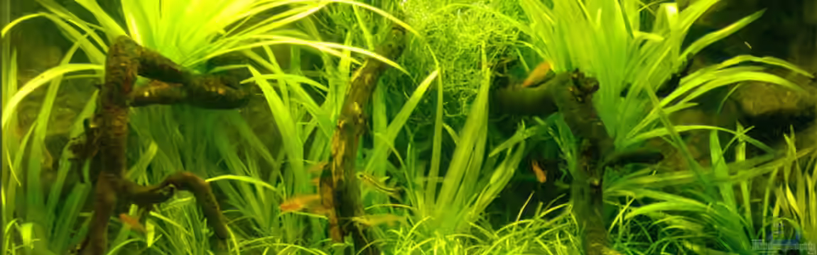 Becken 2009 von Tilo Schmiedl