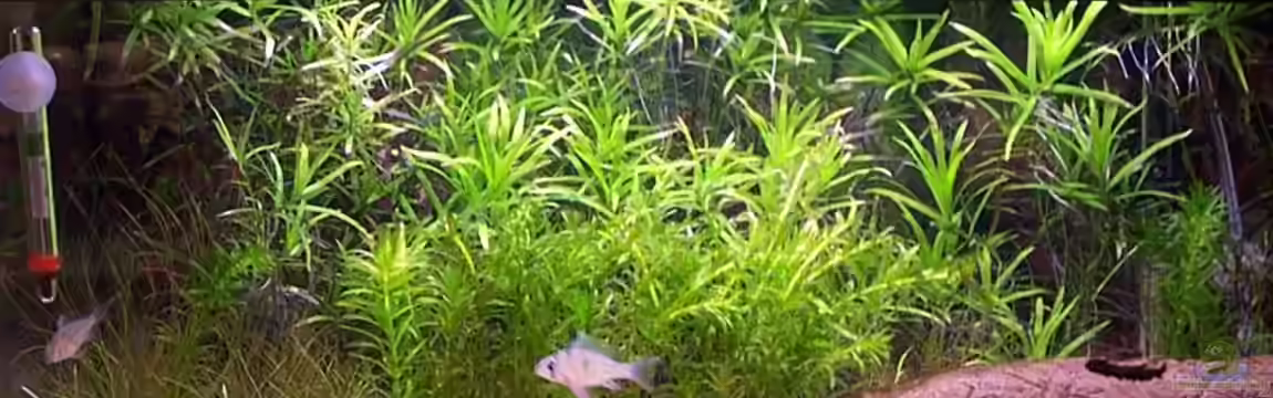 Becken 2010 von Paul Oppermann