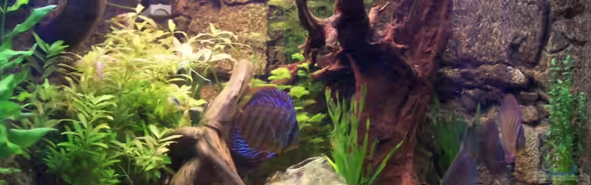 Becken 2018 von Thomas Hoffmann