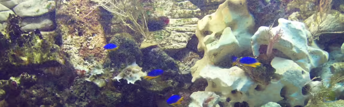 Becken 20187 von Frank Stahn