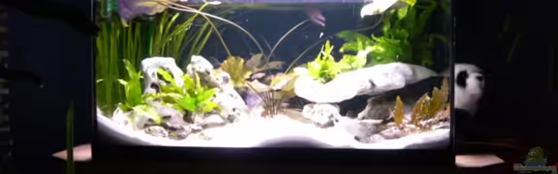 Becken 2019 von Stefan Anhalt